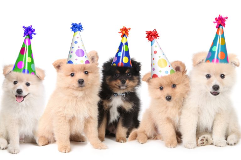 Group of Pomeranian Puppies Celebrating a Birthday on White Background